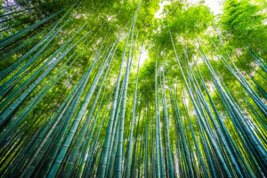 Beautiful landscape of bamboo grove in the forest at Arashiyama Kyoto Japan